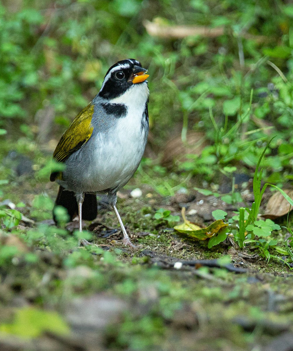 Half-collared Sparrow - ML243675491