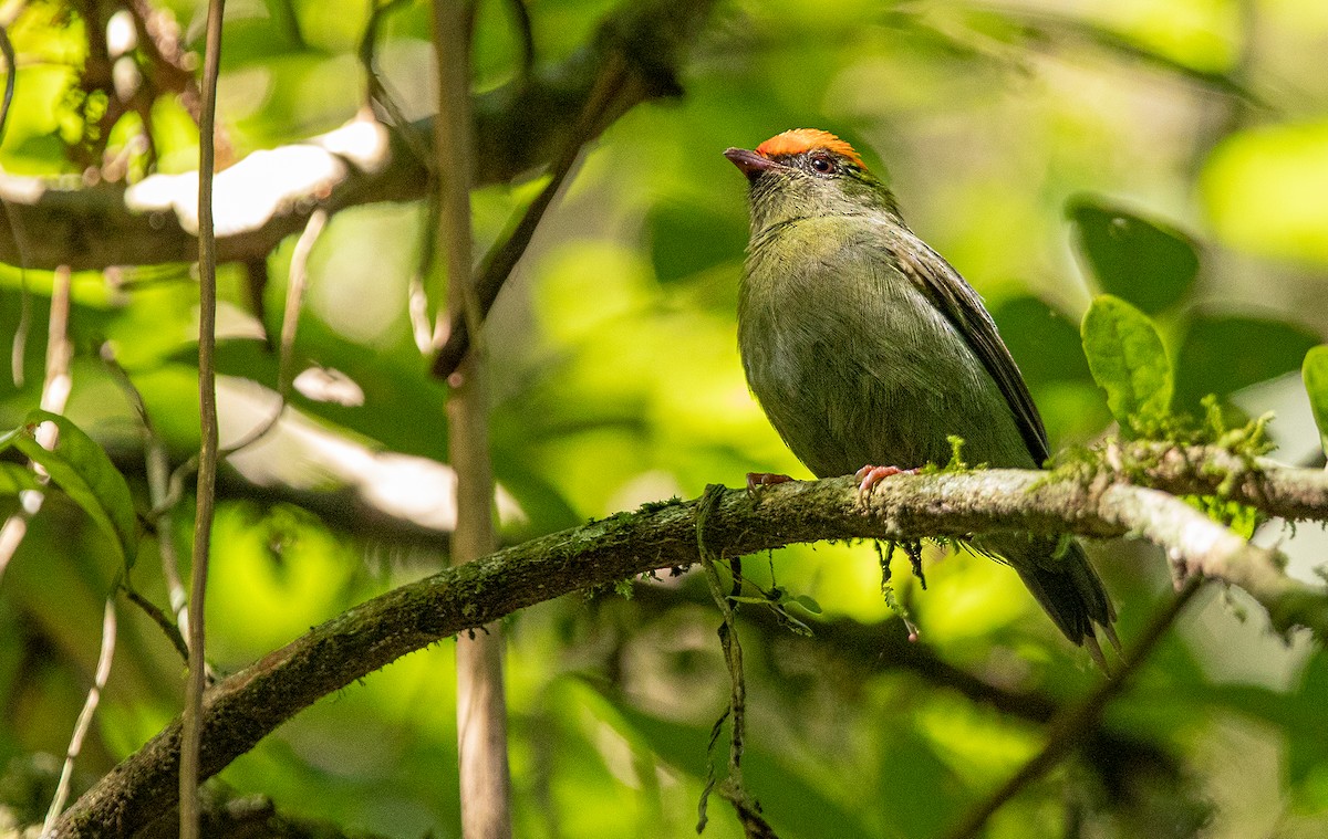 Swallow-tailed Manakin - ML243675581