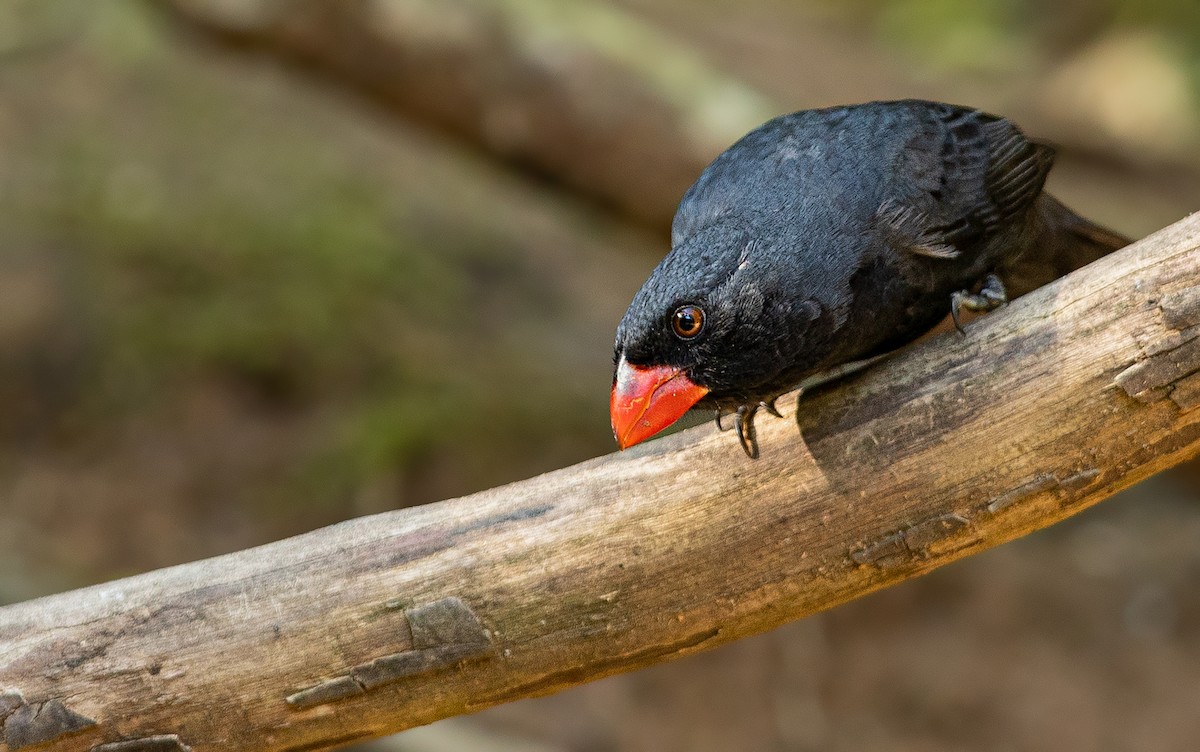 Black-throated Grosbeak - ML243675591