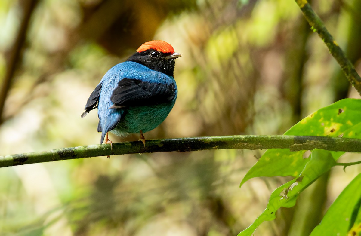 Swallow-tailed Manakin - ML243675701