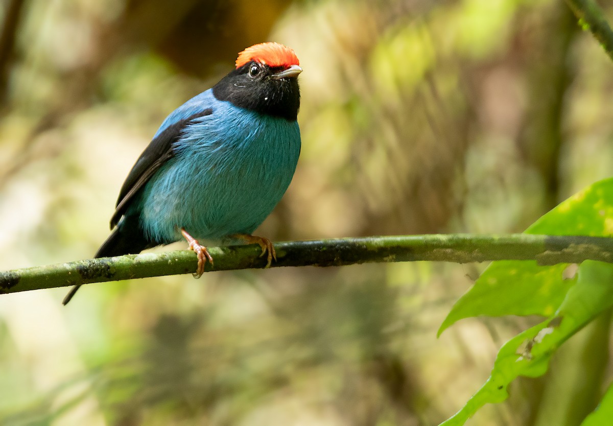 Swallow-tailed Manakin - ML243675731