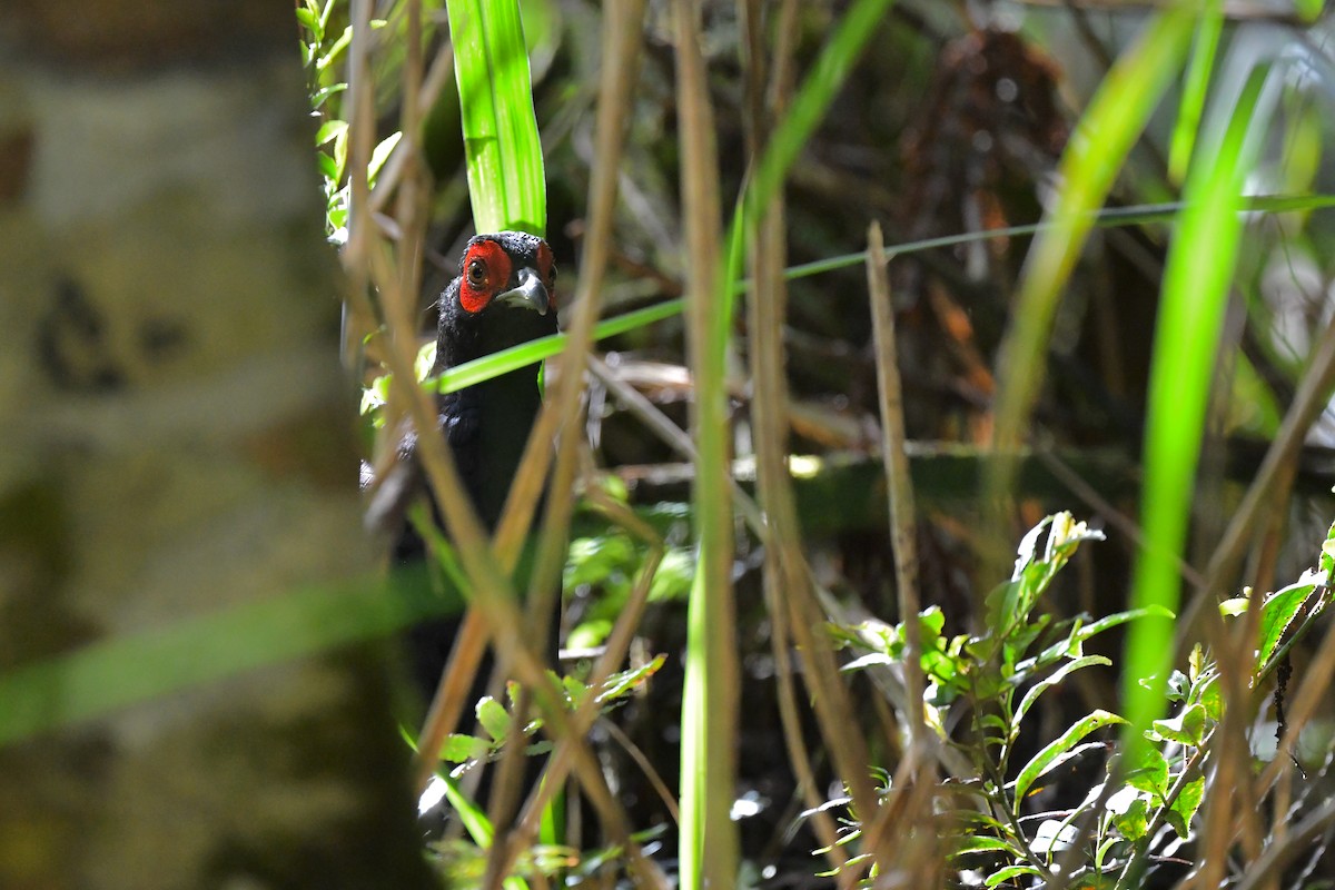 Mikado Pheasant - ML243675801