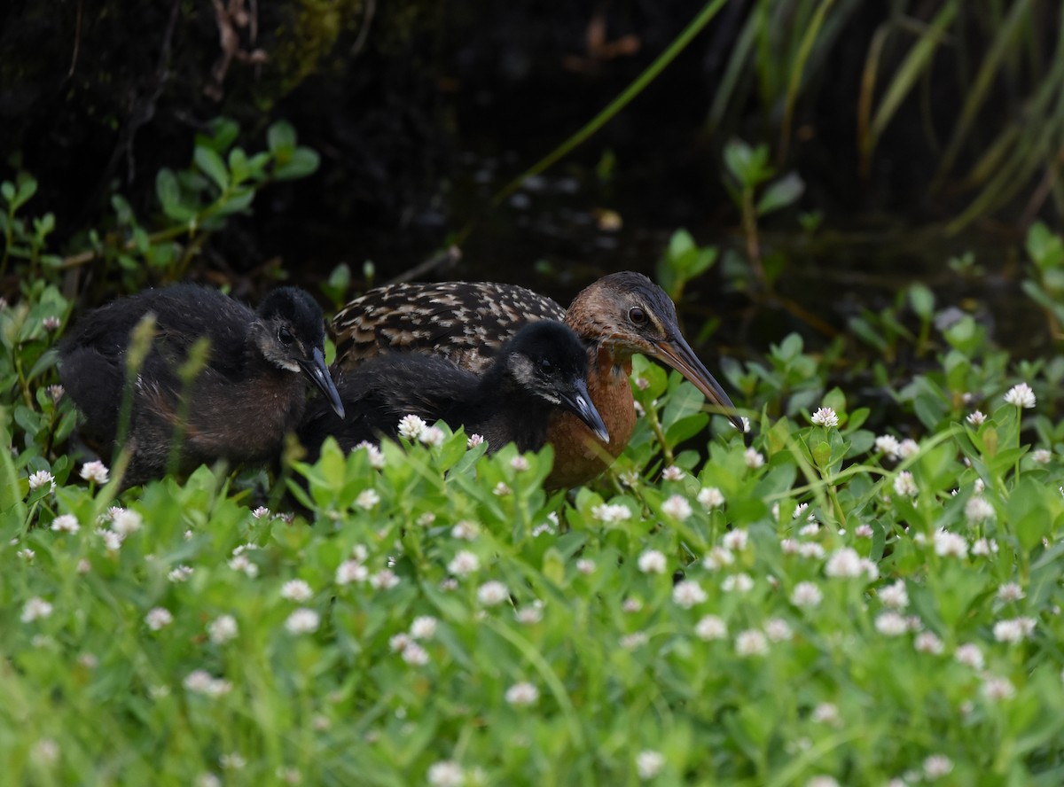 King Rail - Christopher Lindsey