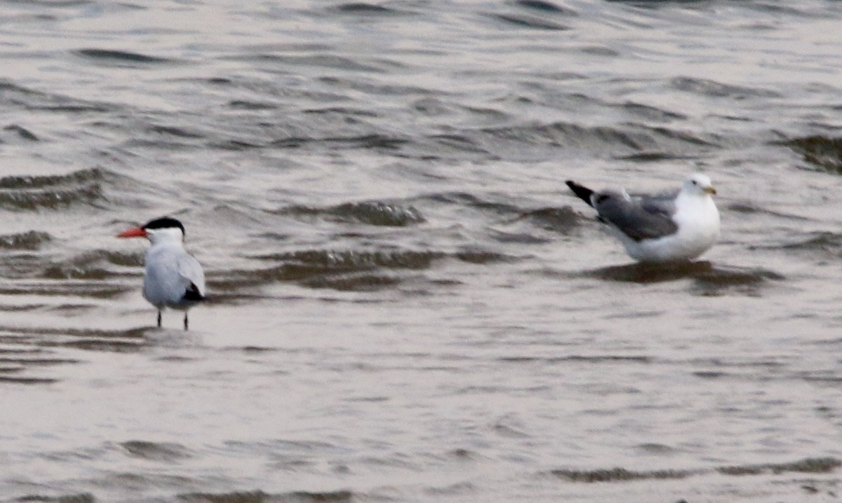 Caspian Tern - Norm Lewis