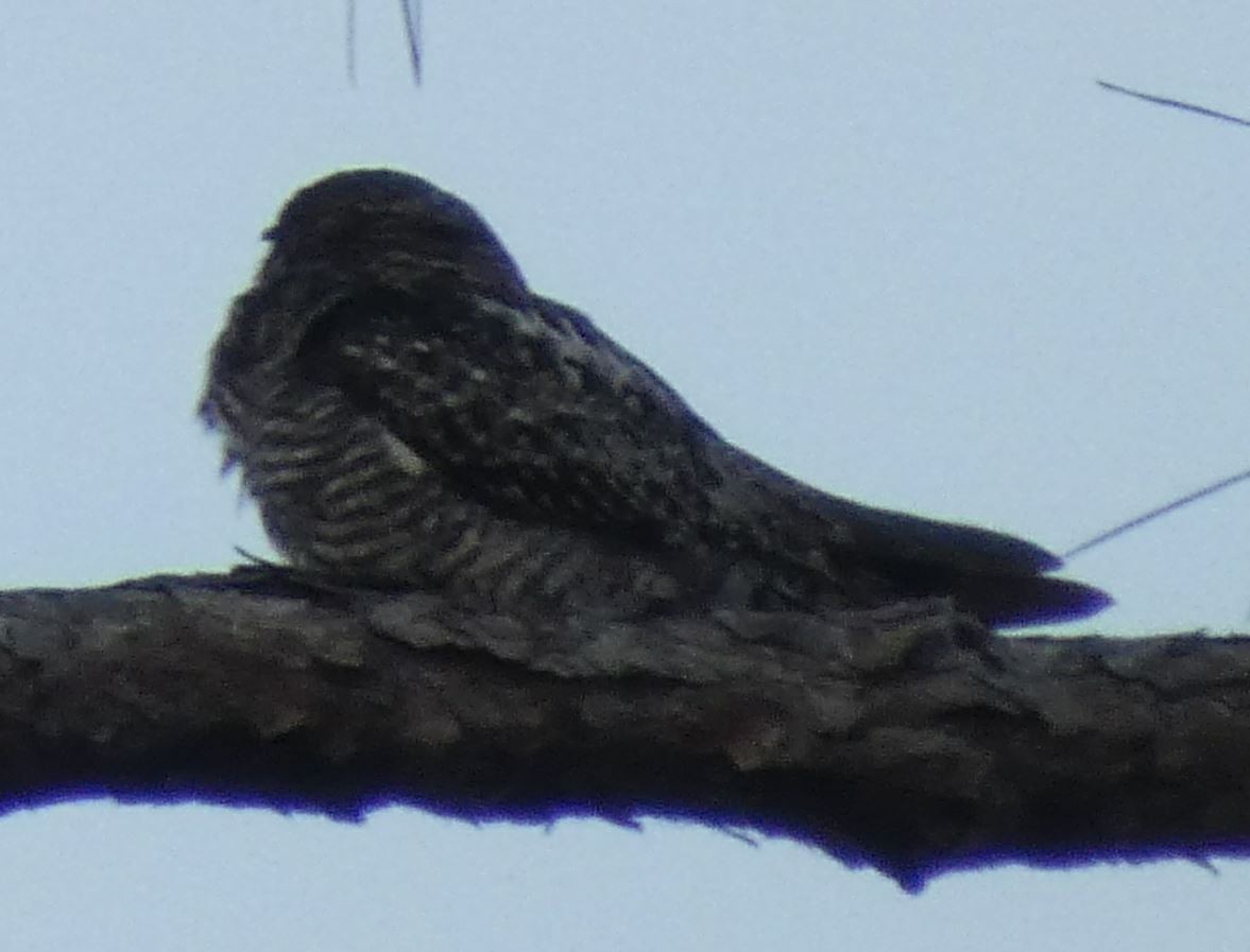 Common Nighthawk - ML243676991
