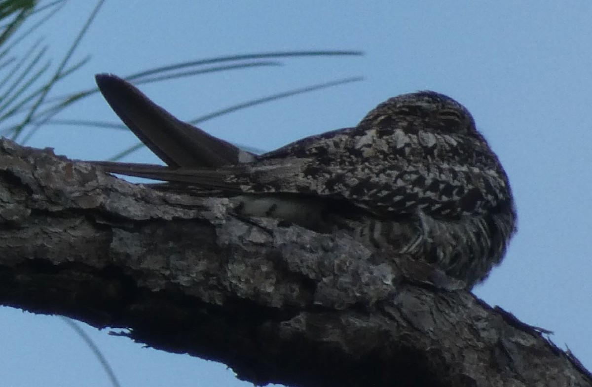 Common Nighthawk - ML243677001