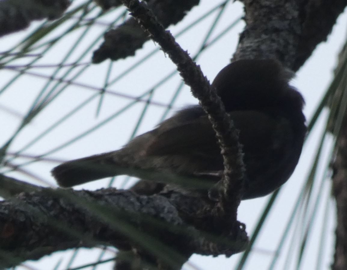 Black-faced Grassquit - ML243677091