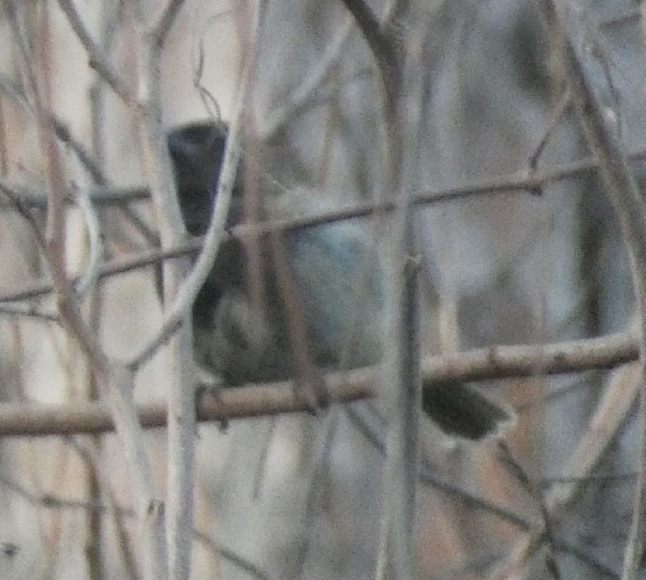 Black-faced Grassquit - ML243677101