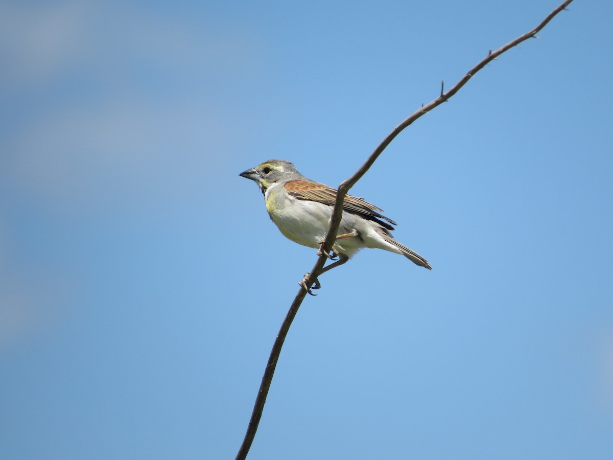 Dickcissel - ML243677251
