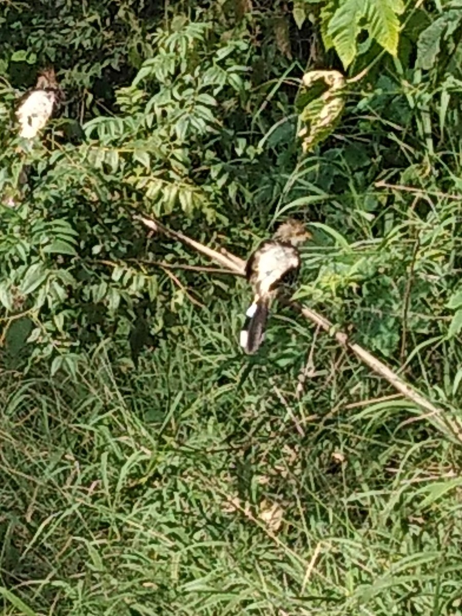 Guira Cuckoo - ML243677431