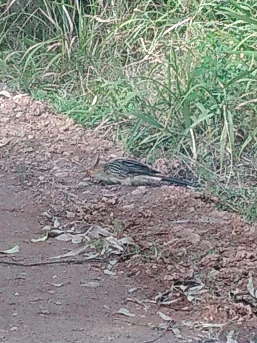 Guira Cuckoo - Mariano Jalil Bueri