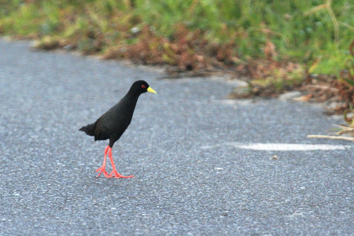 Black Crake - ML243678121