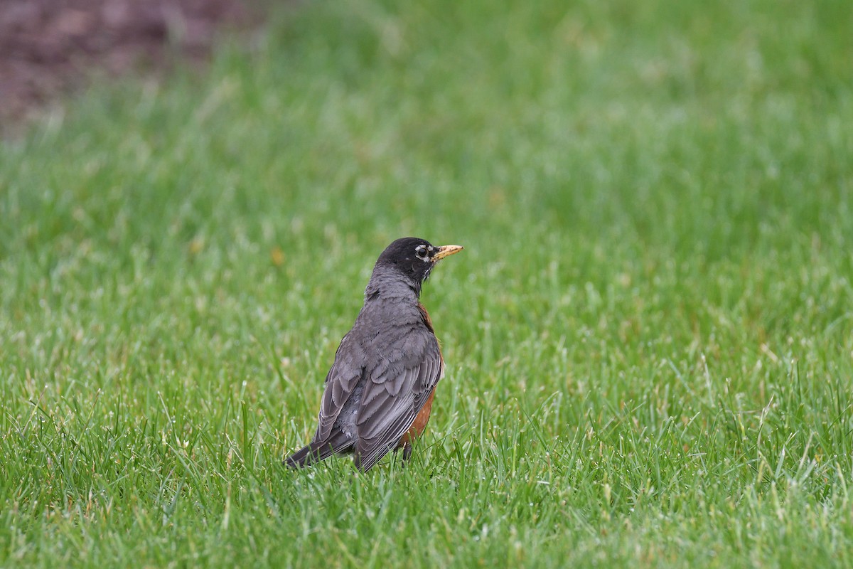 American Robin - ML243679741