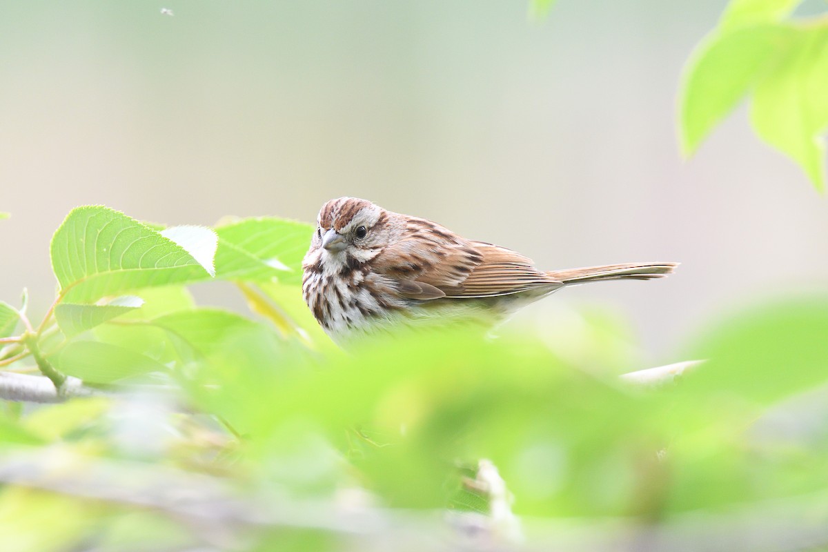 Song Sparrow - ML243679811