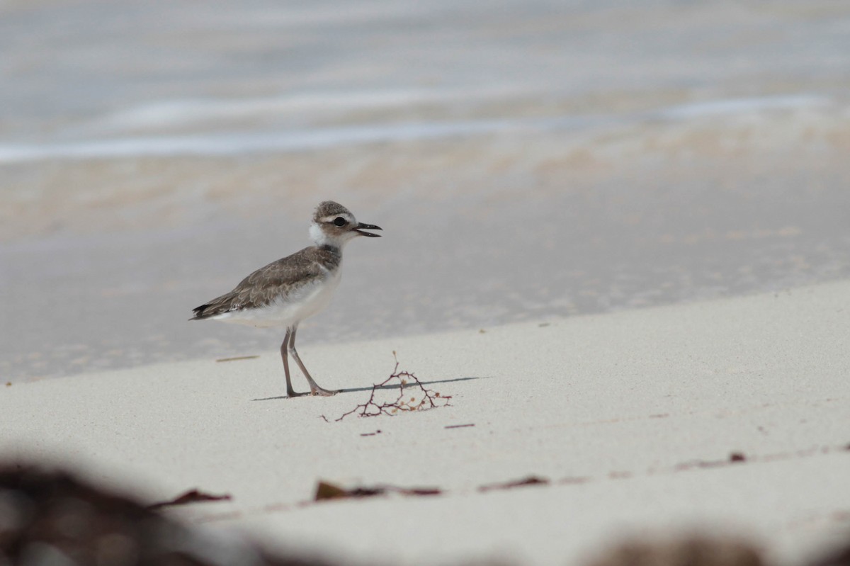 Wilson's Plover - ML243682751