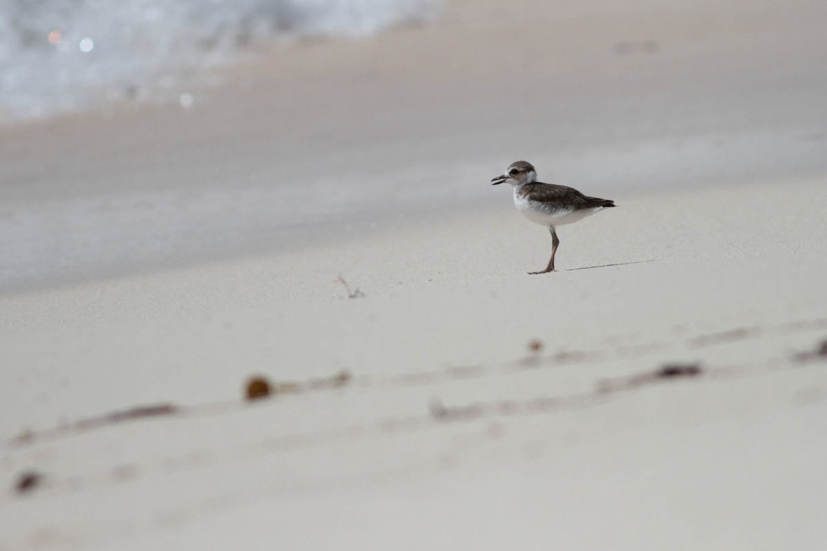 Wilson's Plover - ML243682771