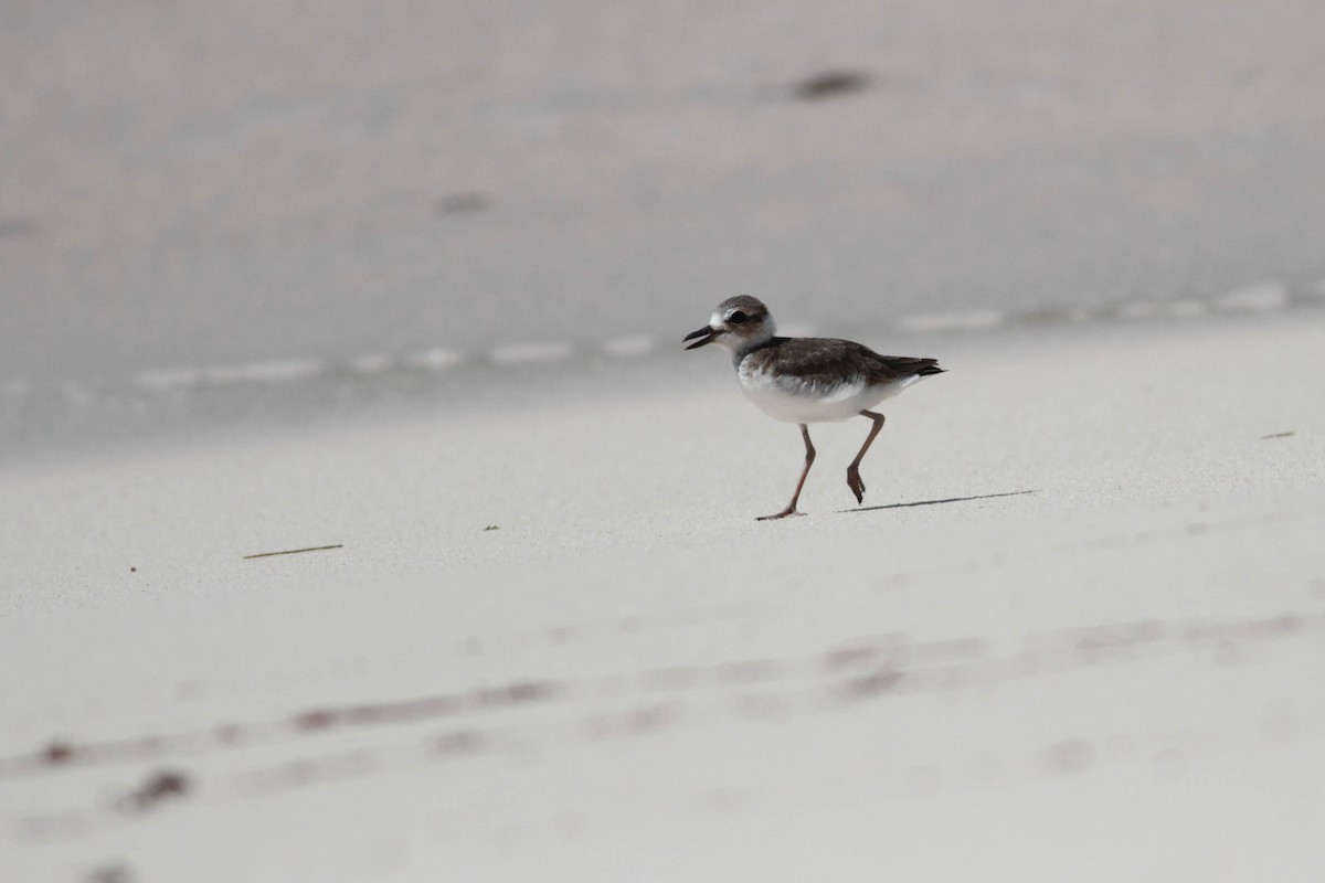 Wilson's Plover - ML243683931