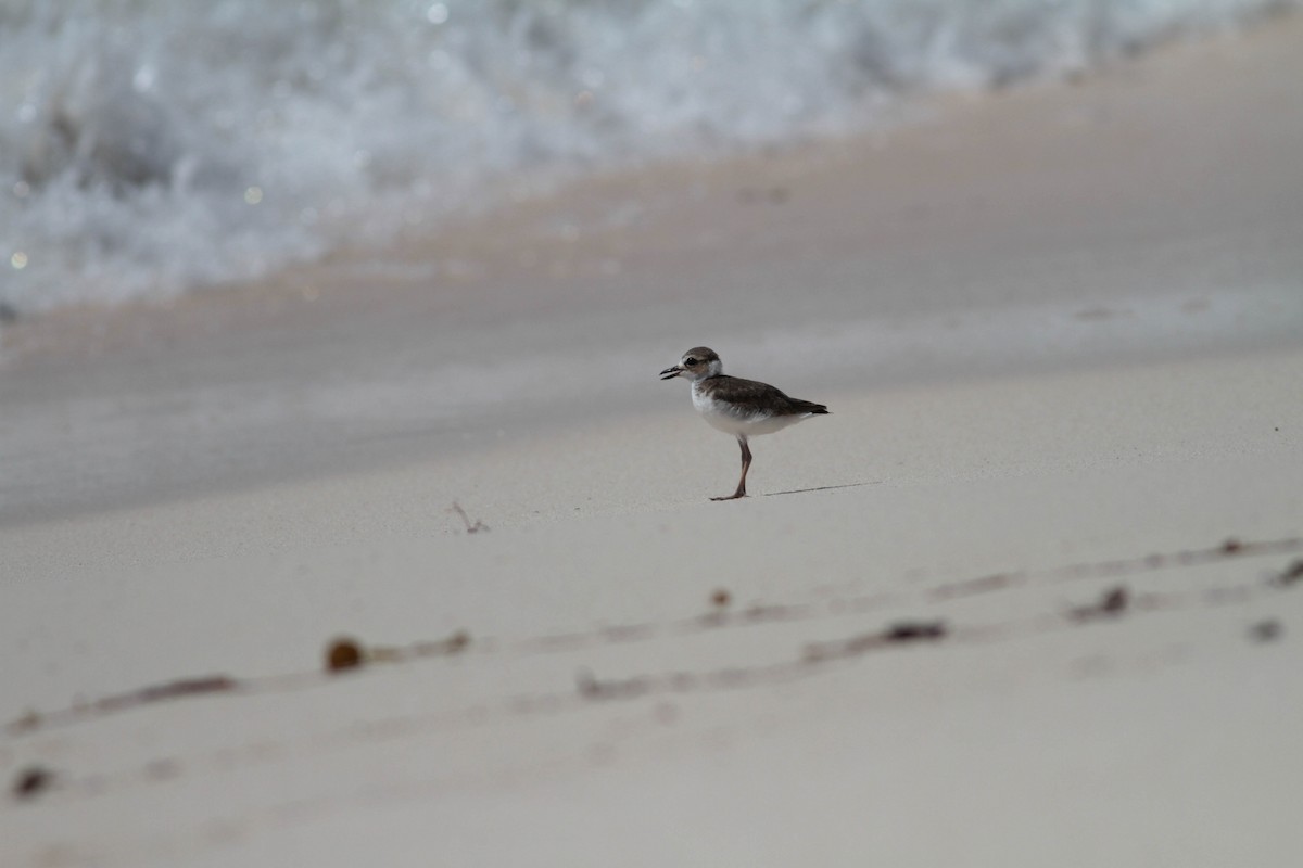 Wilson's Plover - ML243683941
