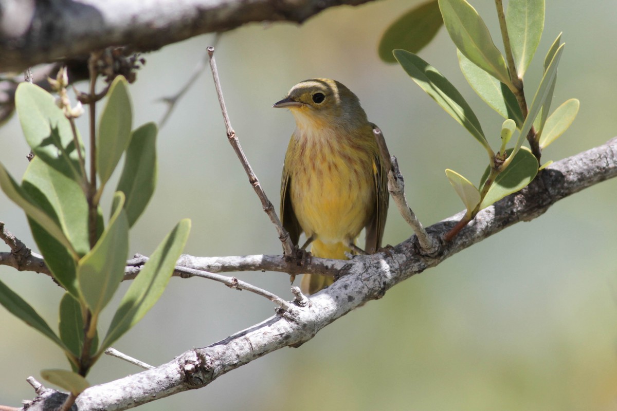 Yellow Warbler (Golden) - ML243684251