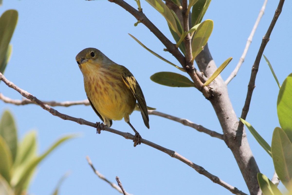 Yellow Warbler (Golden) - ML243684261