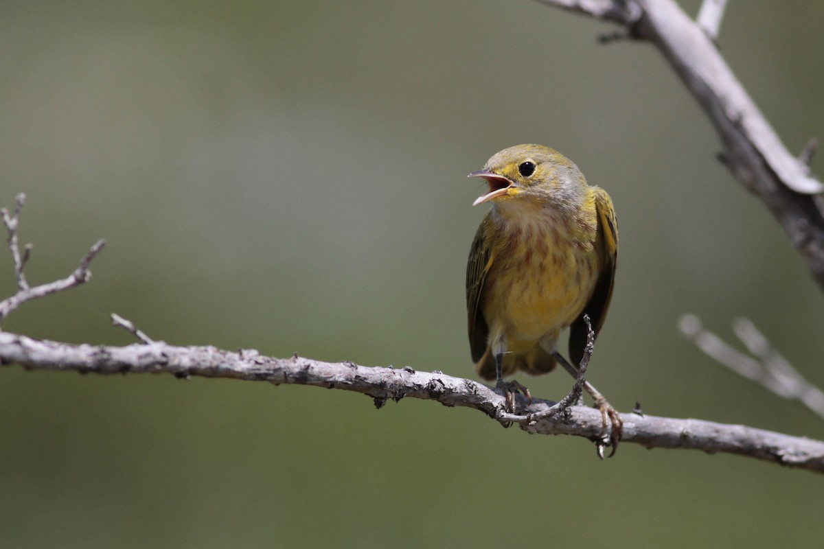 Yellow Warbler (Golden) - ML243684321