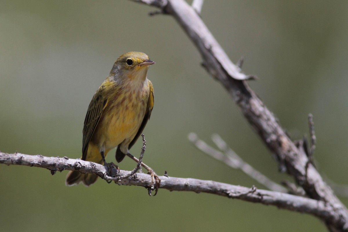 Yellow Warbler (Golden) - ML243684331