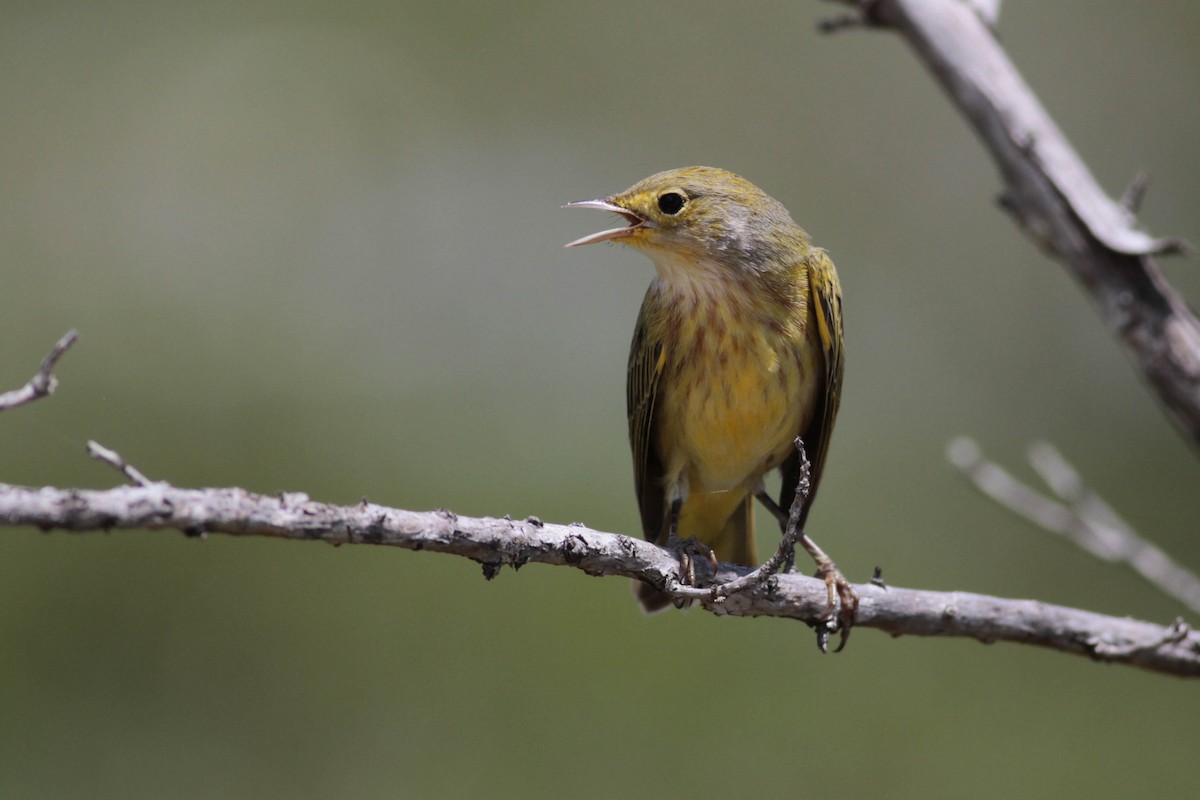 Yellow Warbler (Golden) - ML243684341