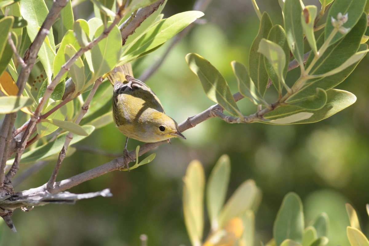 Yellow Warbler (Golden) - ML243684351