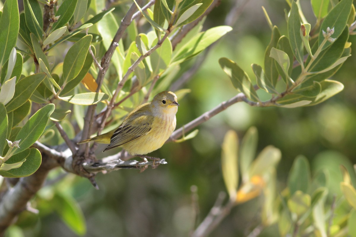 Yellow Warbler (Golden) - ML243684361