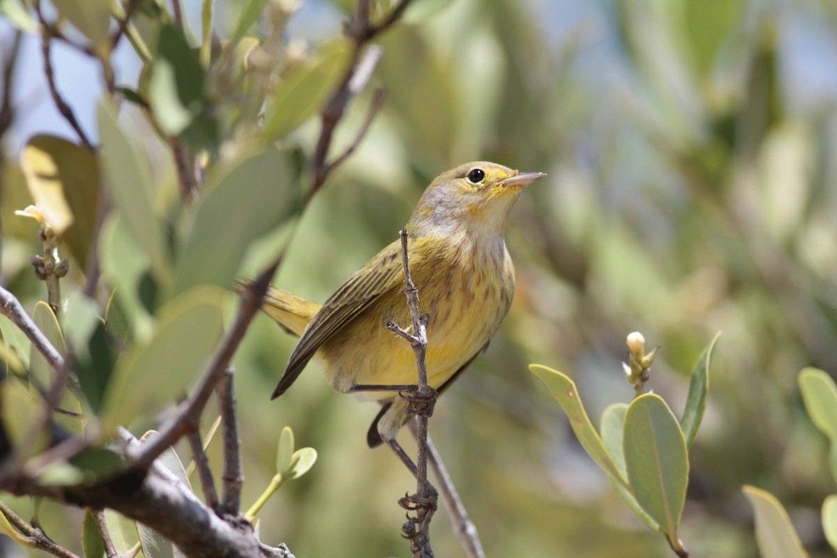 Yellow Warbler (Golden) - Marshall Iliff