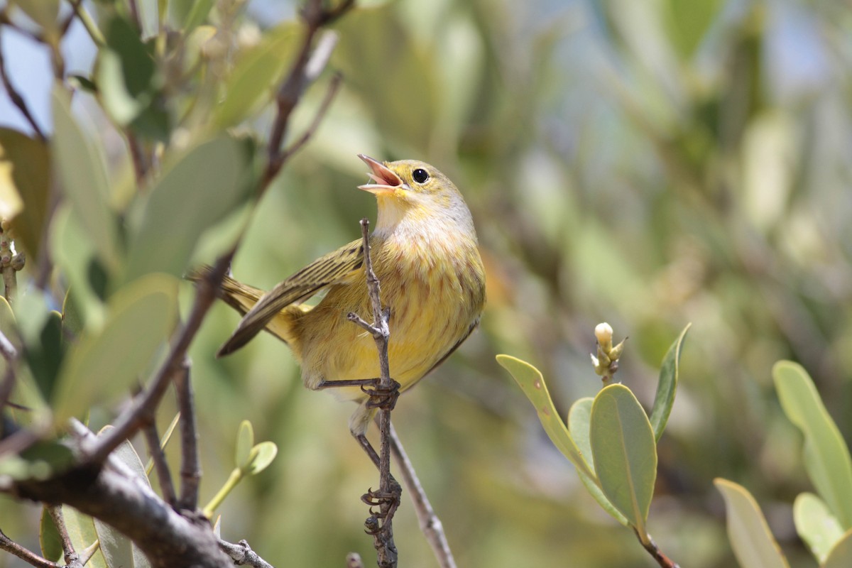 Yellow Warbler (Golden) - ML243684441