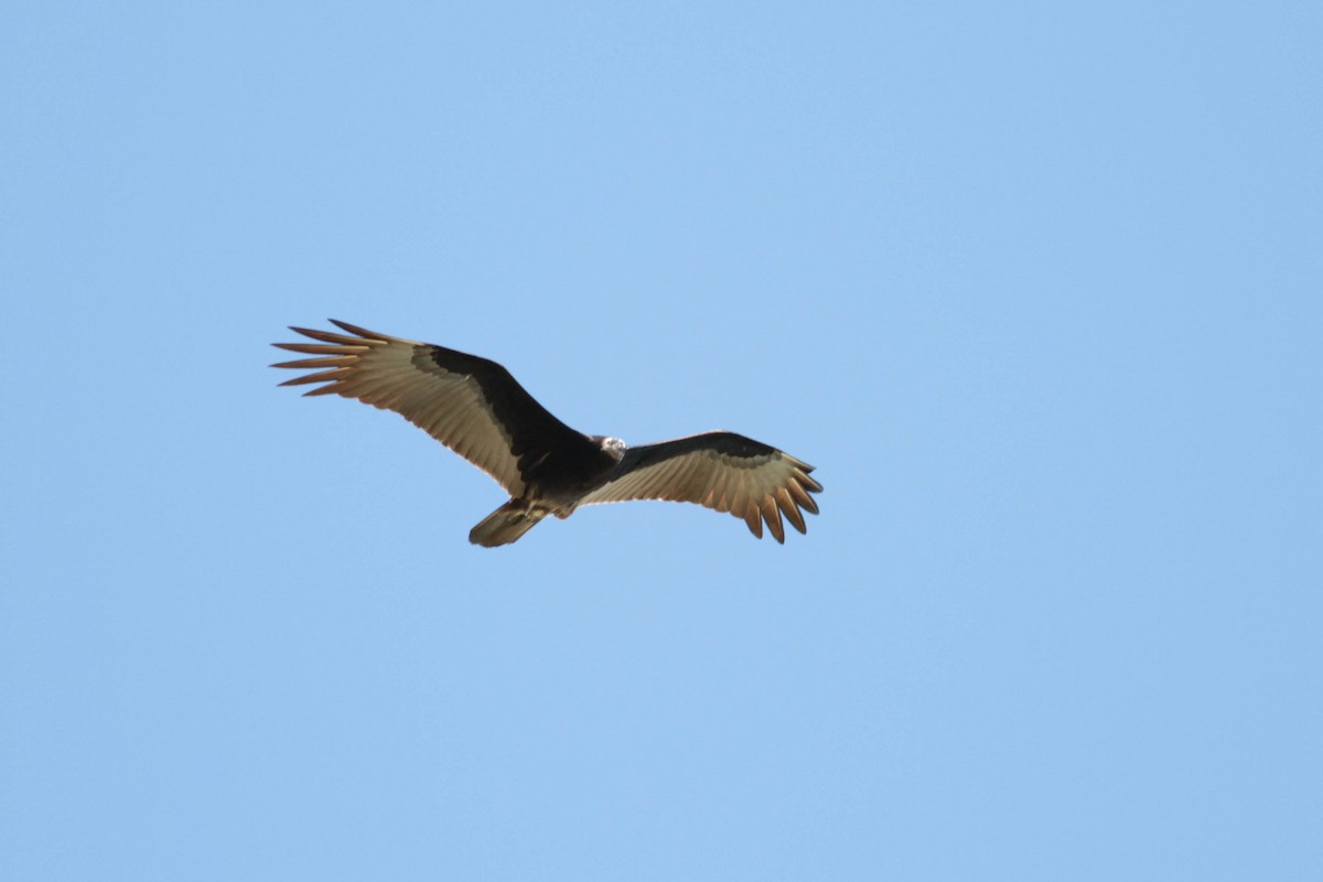 Turkey Vulture - ML243684541