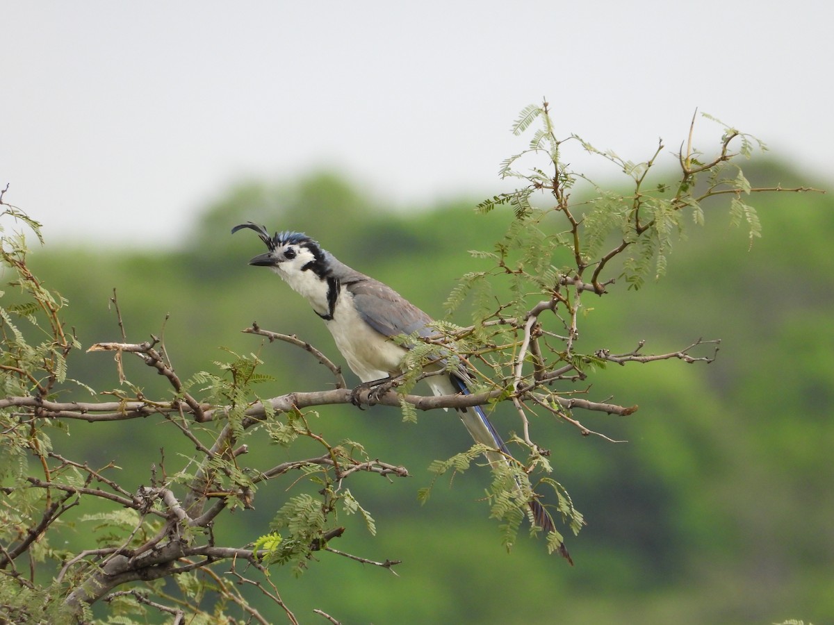White-throated Magpie-Jay - ML243684681