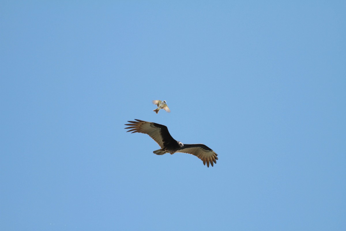 Turkey Vulture - ML243684861