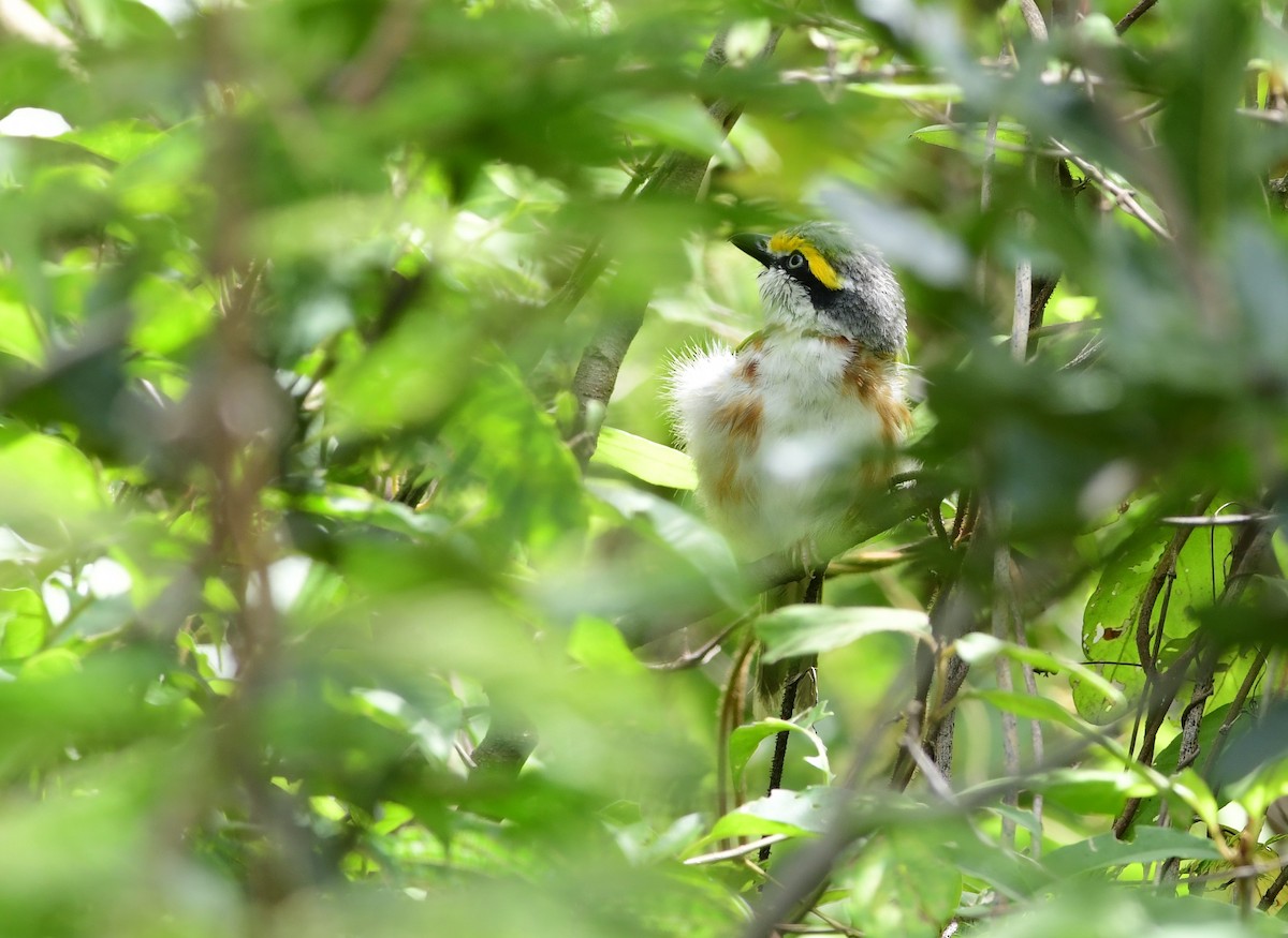 Chestnut-sided Shrike-Vireo - Brandon Nidiffer