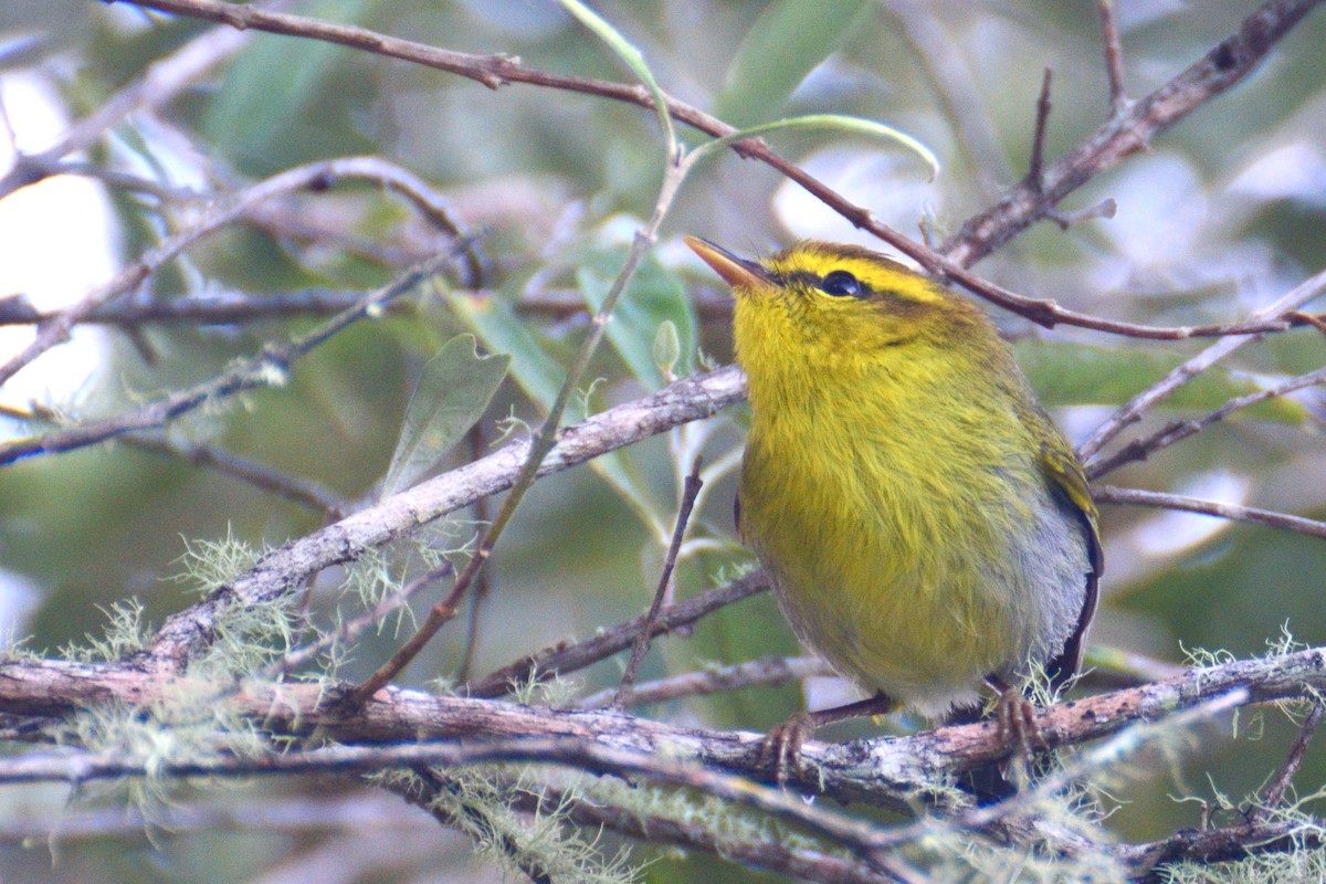 Yellow-throated Woodland-Warbler - Ben  Lucking