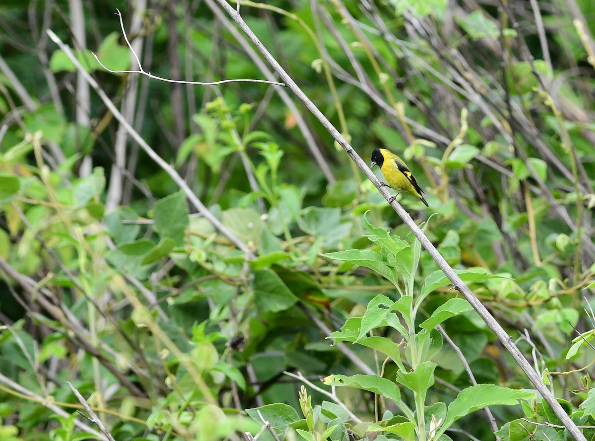 Black-headed Siskin - Brandon Nidiffer