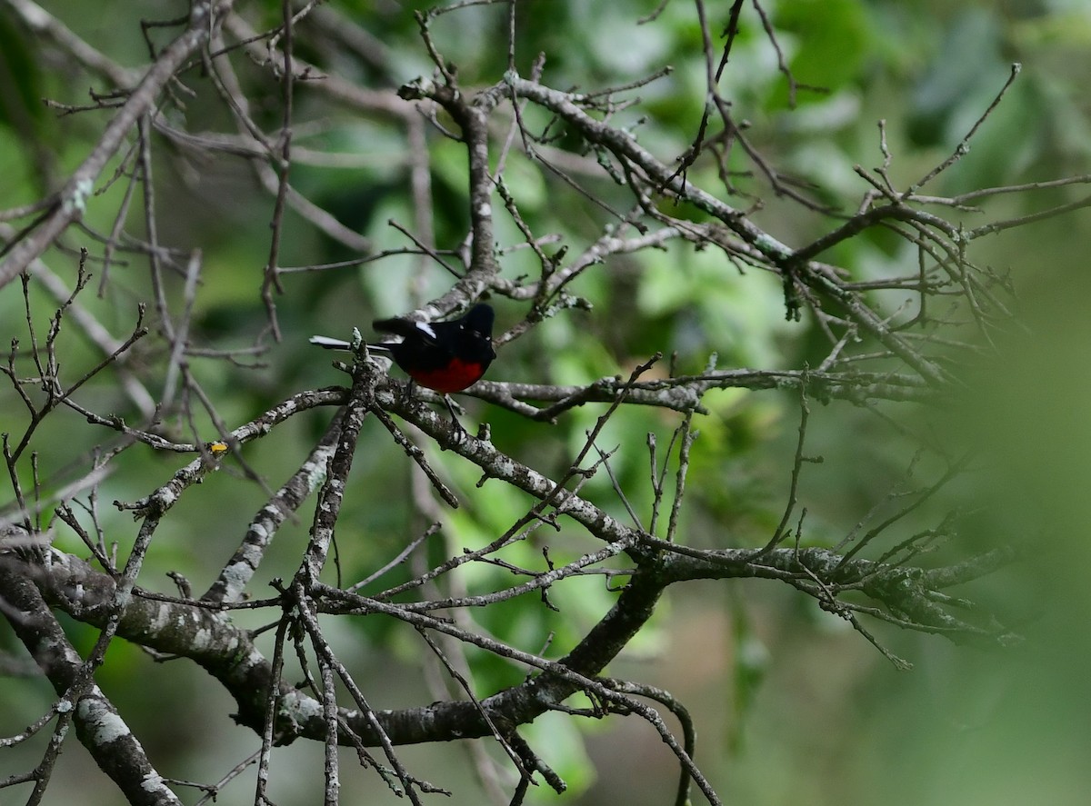 Painted Redstart - ML243685211