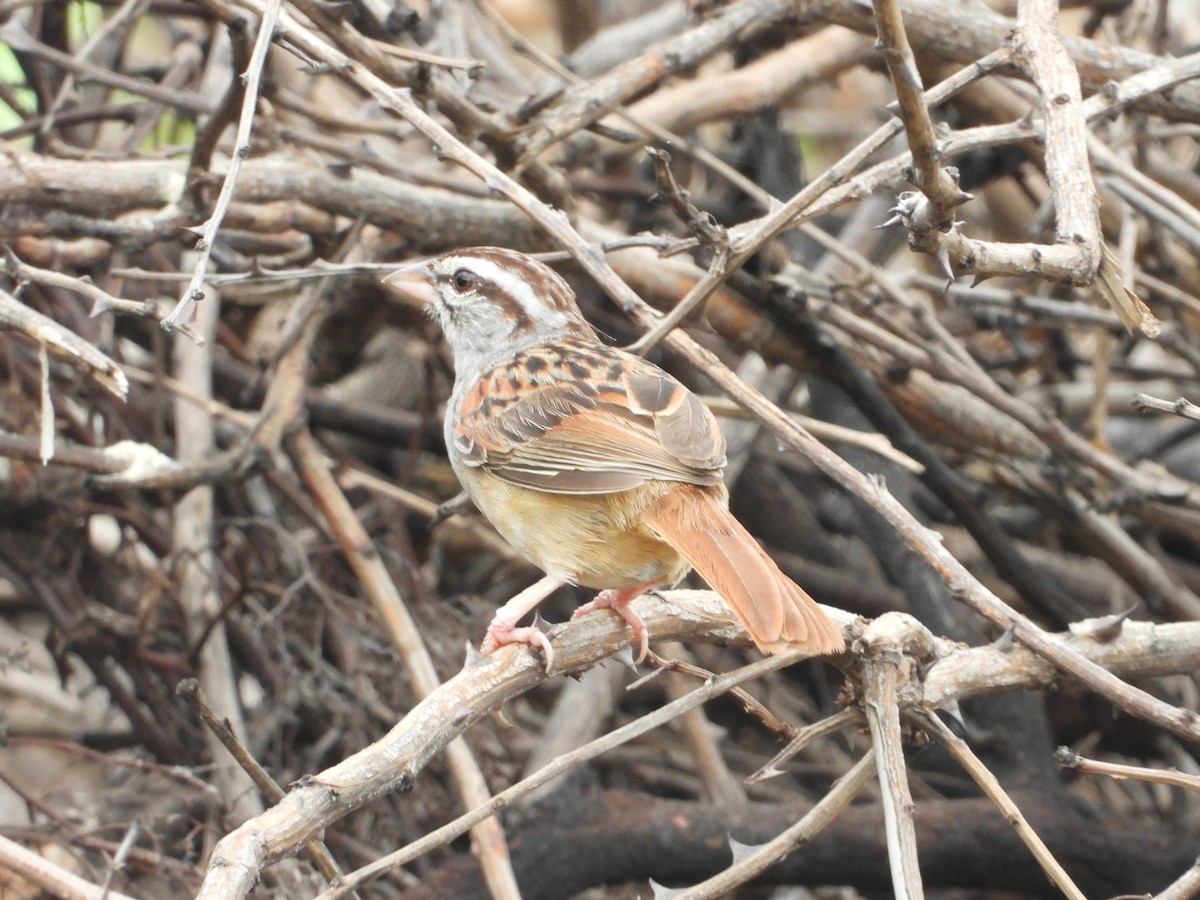 Cinnamon-tailed Sparrow - ML243685401