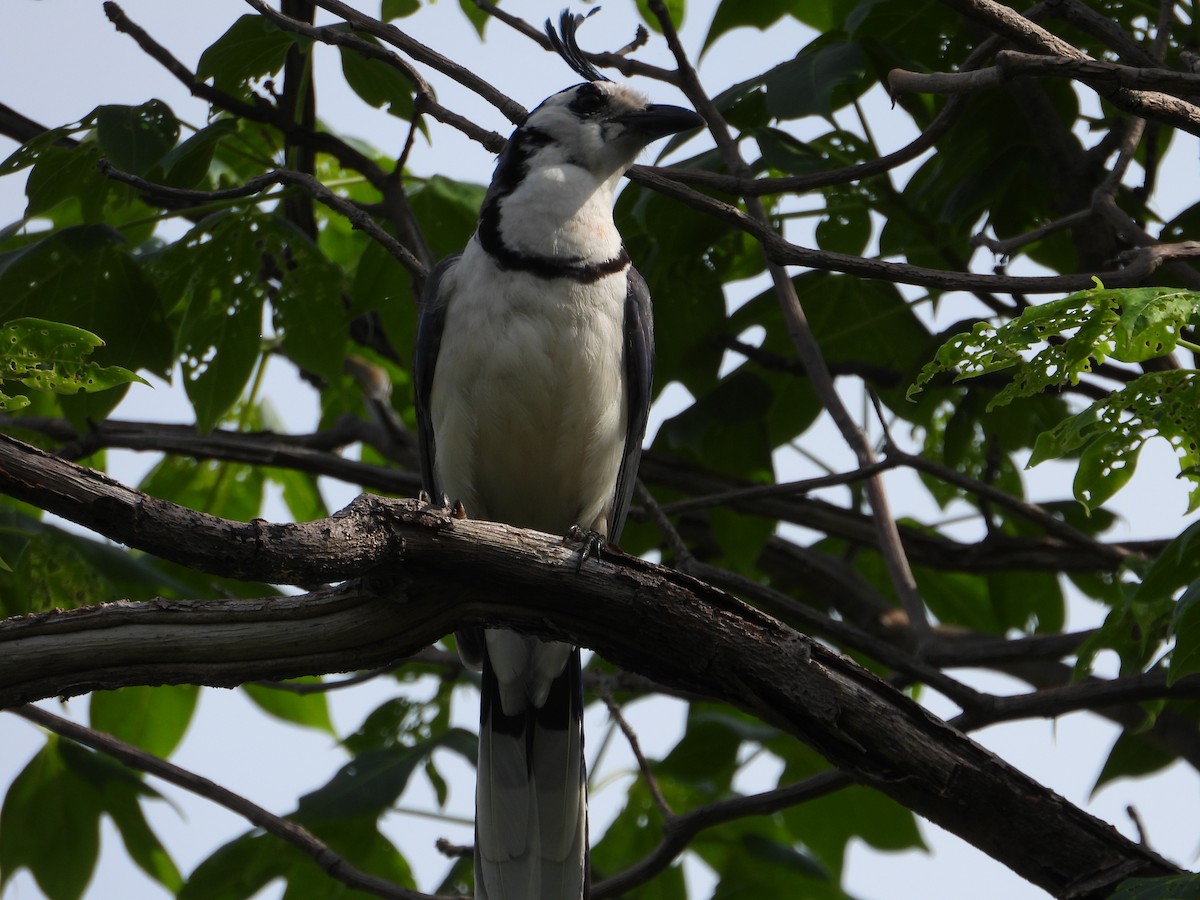 White-throated Magpie-Jay - ML243685601