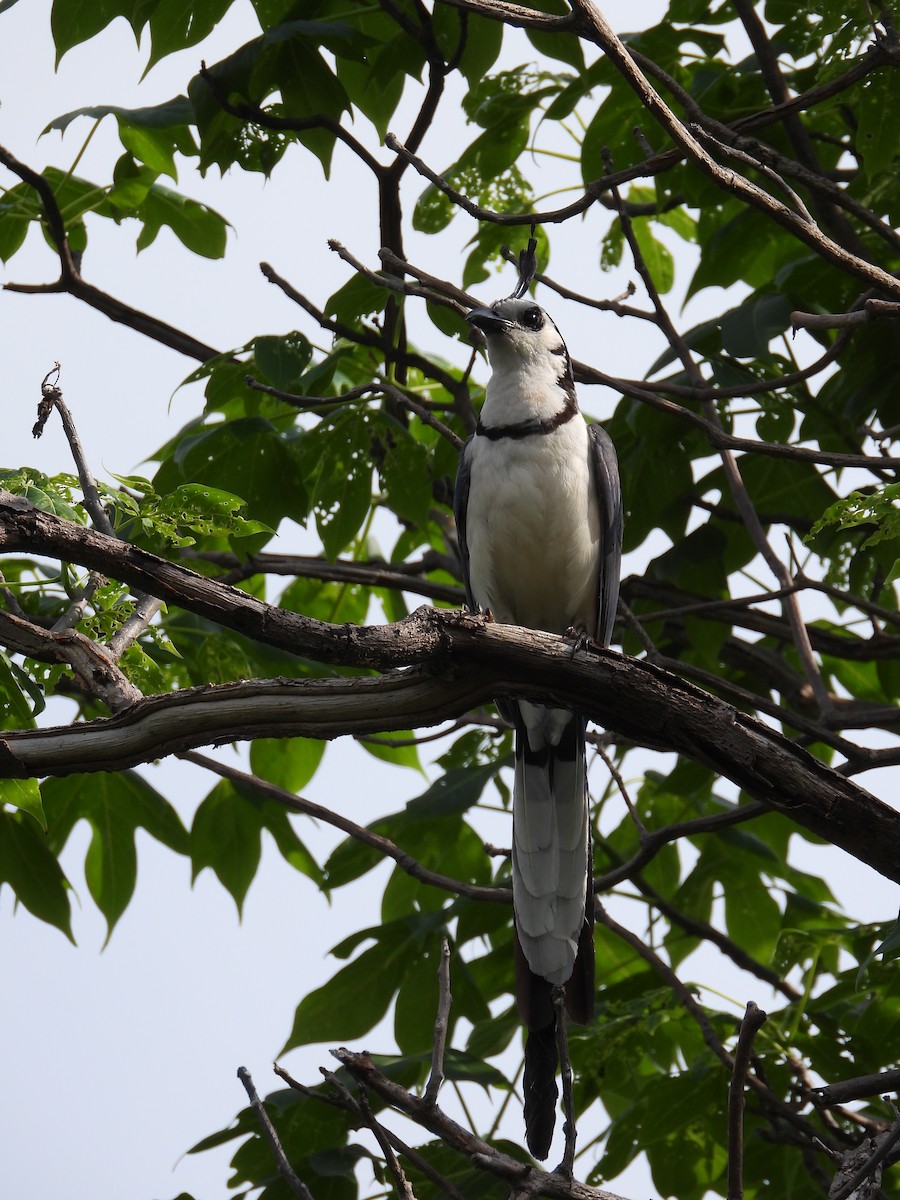 White-throated Magpie-Jay - ML243685611