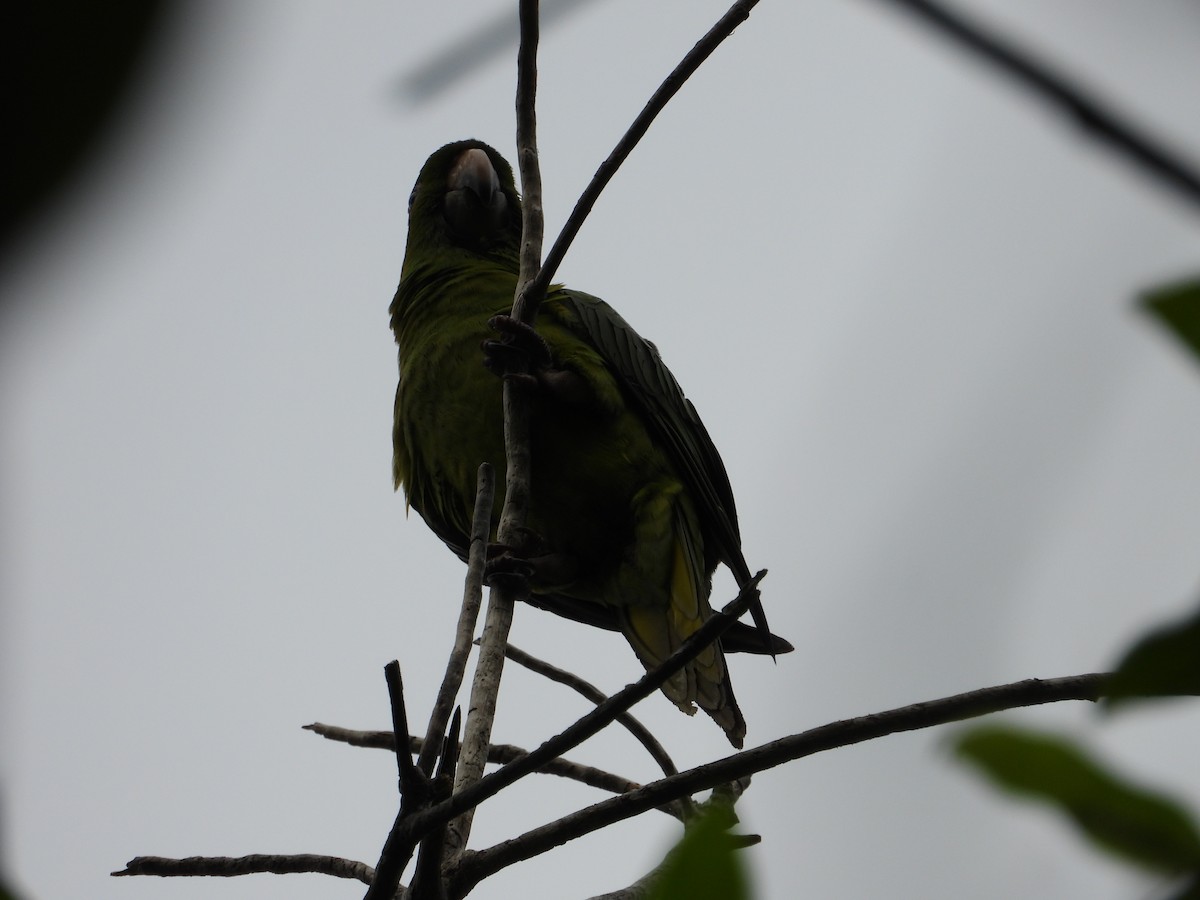 Green Parakeet - ML243685671