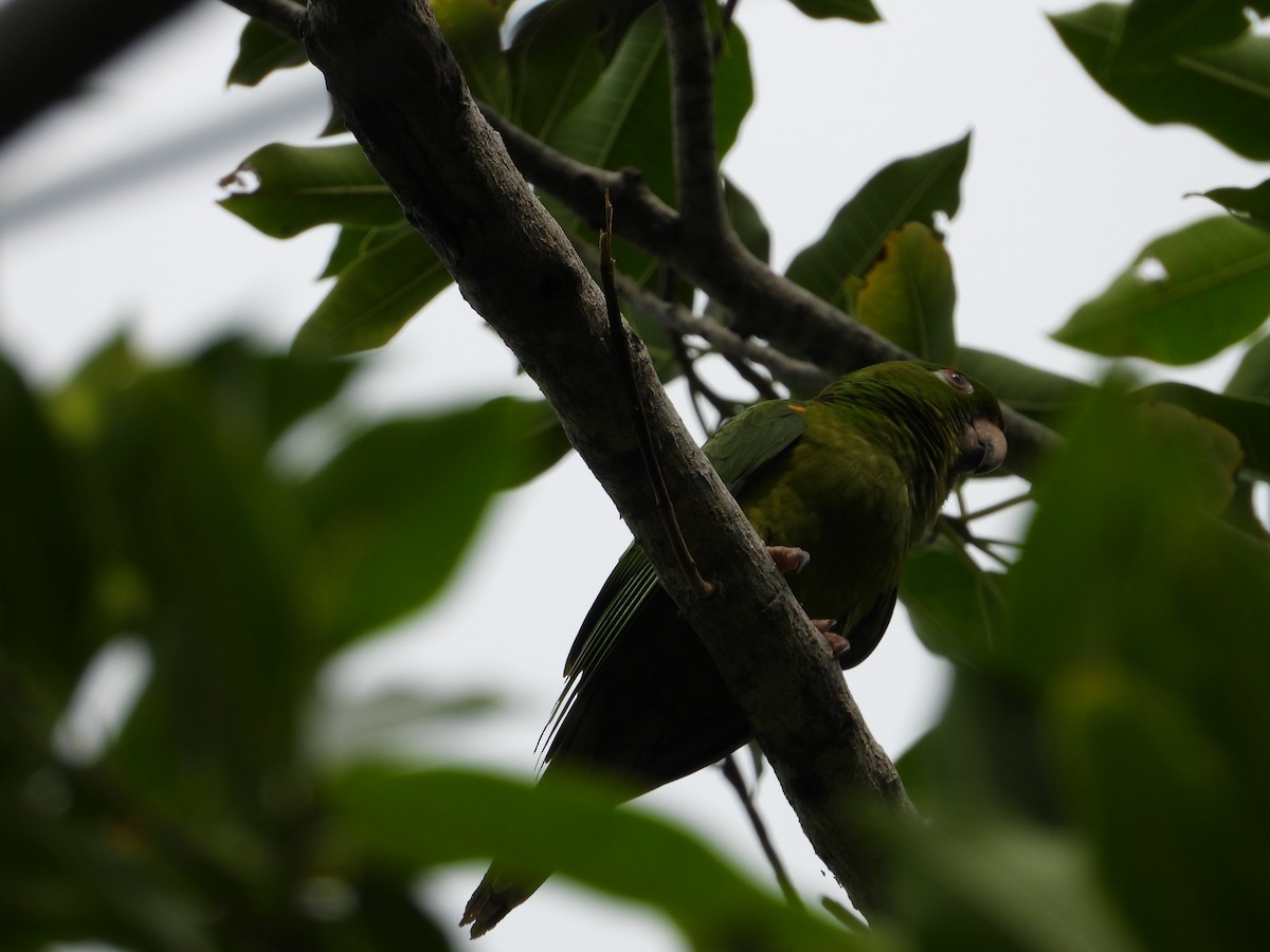 Meksika Yeşil Papağanı - ML243685681
