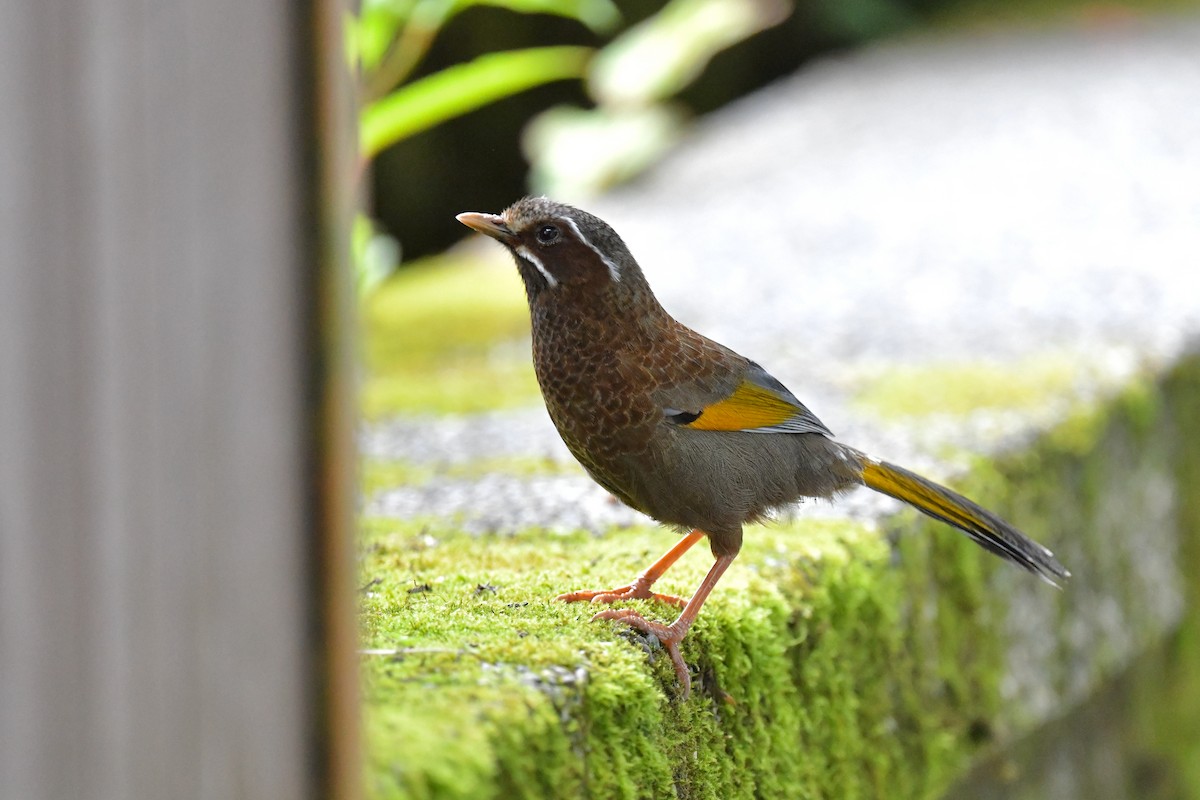 White-whiskered Laughingthrush - ML243685861
