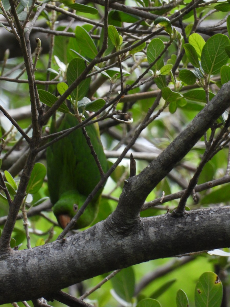 Meksika Yeşil Papağanı - ML243686051