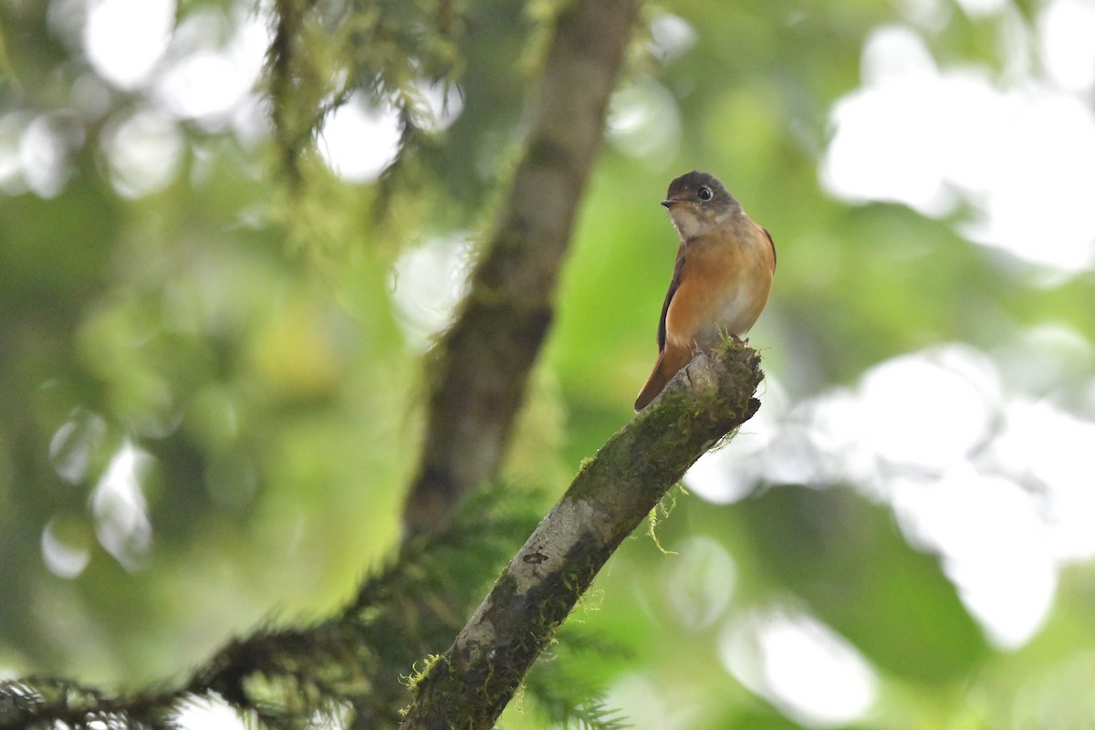 Ferruginous Flycatcher - ML243686101