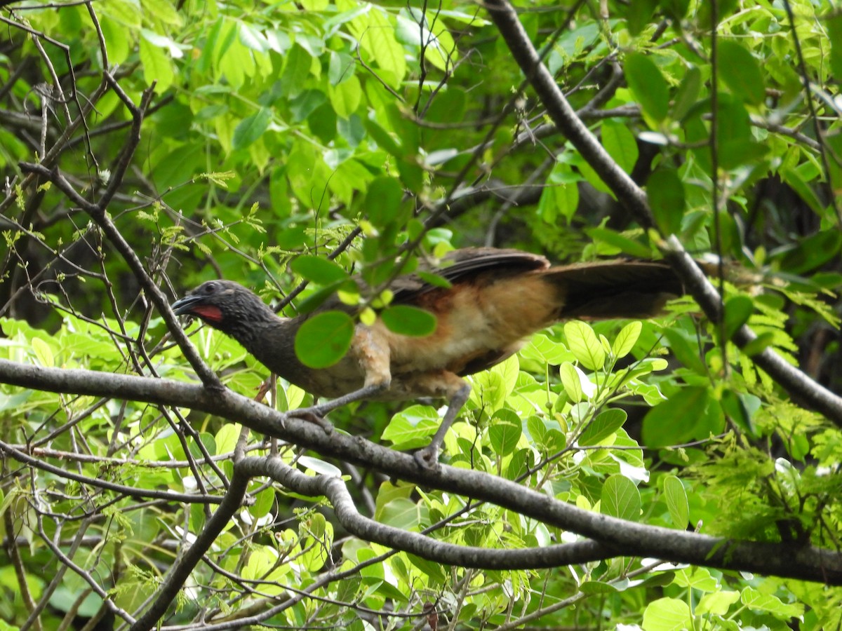 West Mexican Chachalaca - ML243686121