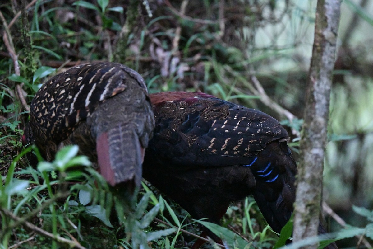 Swinhoe's Pheasant - ML243686131