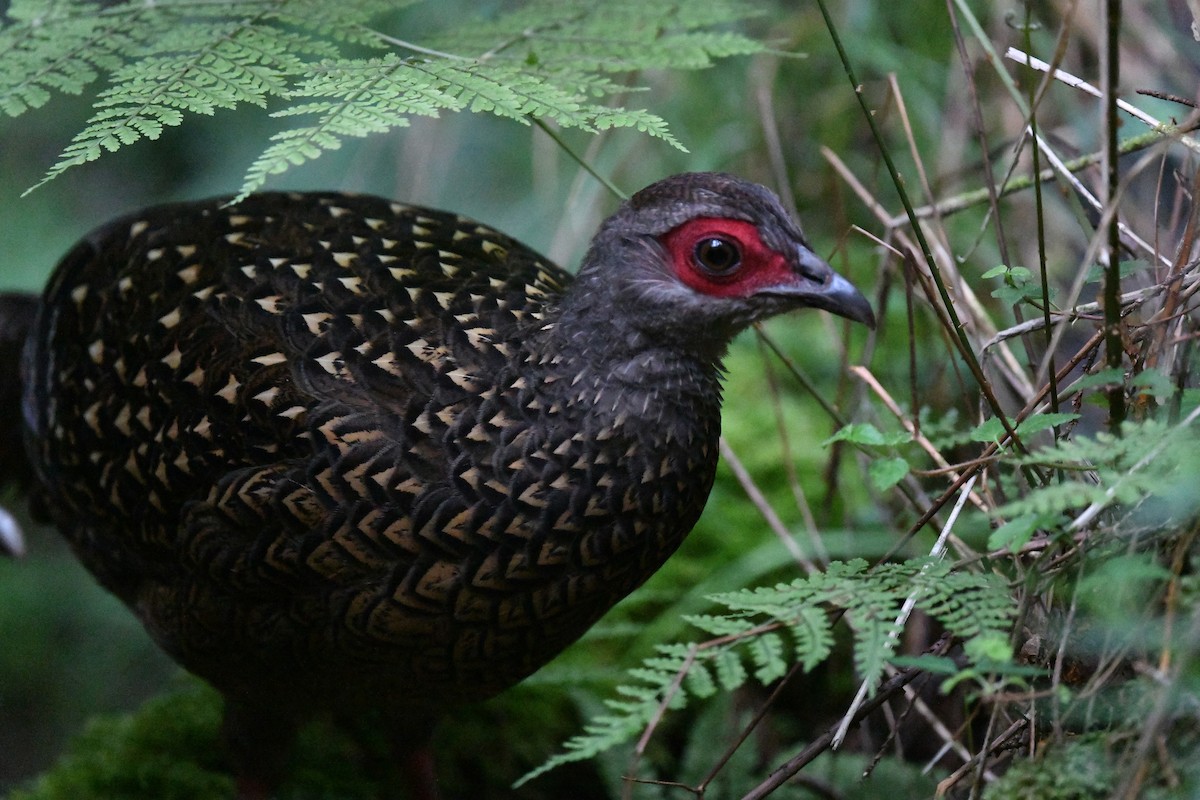 Swinhoe's Pheasant - ML243686361