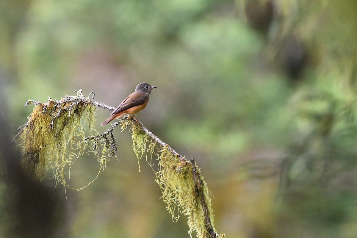 Ferruginous Flycatcher - ML243686431